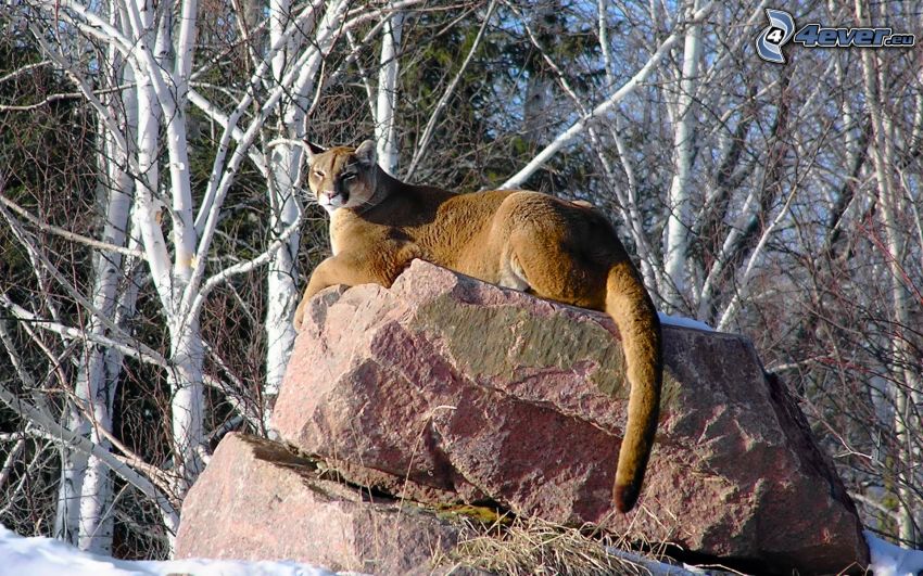 cougar, rock, snow