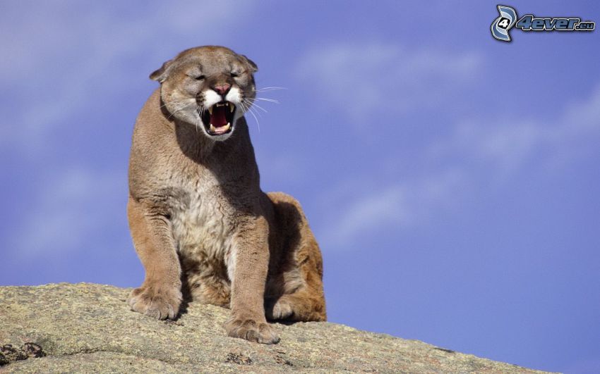 cougar, rock, yawn