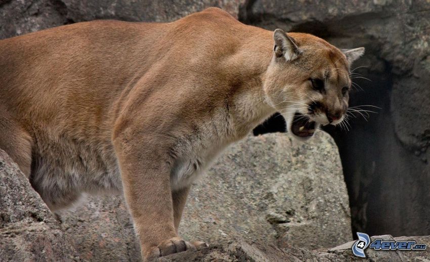 cougar, rocks