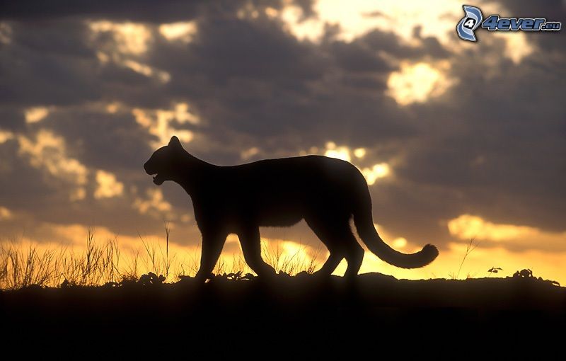 cougar, silhouette, sunset