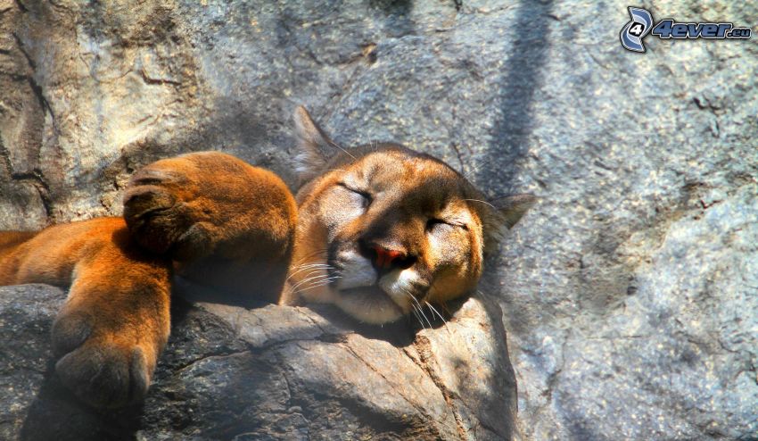 cougar, sleep, rock