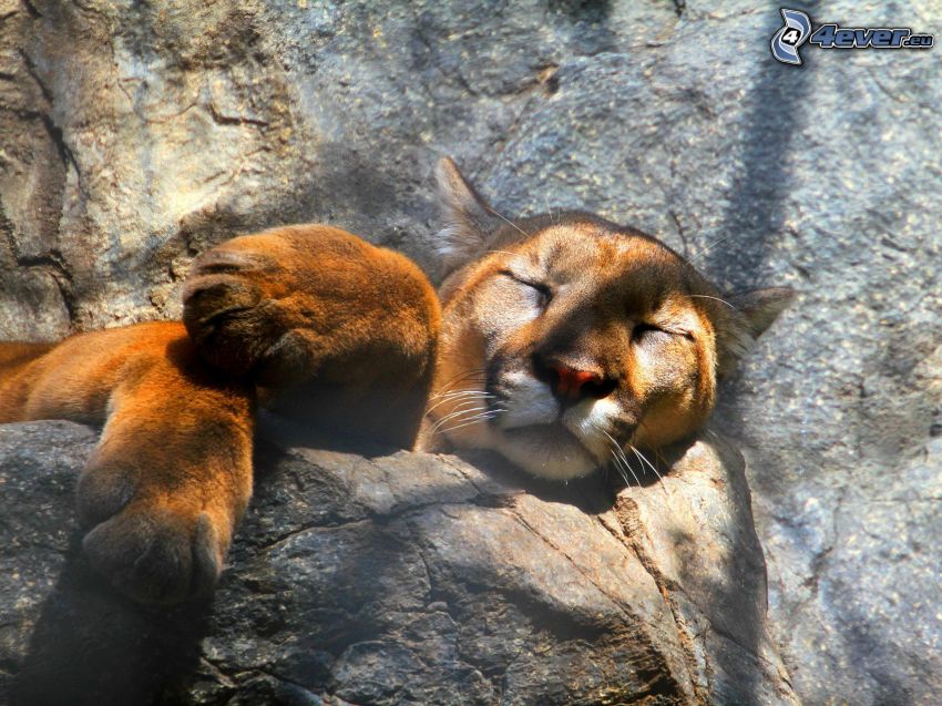 cougar, sleep