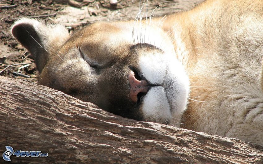 cougar, sleep