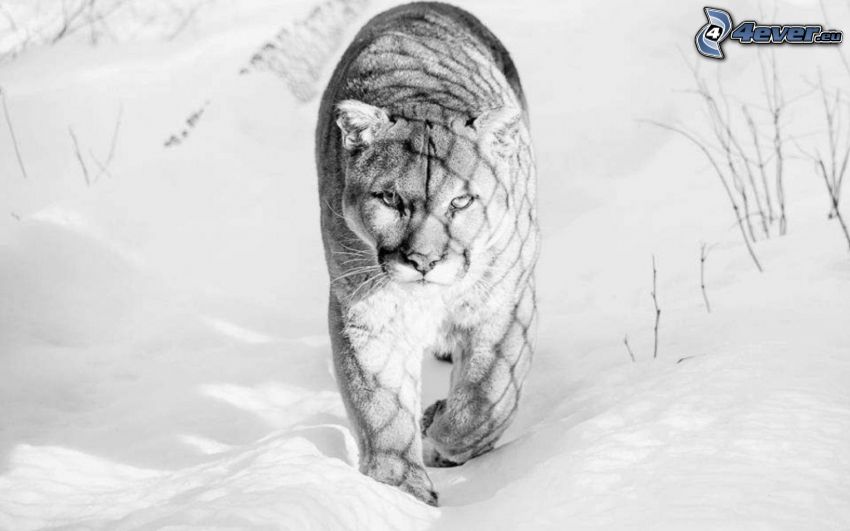 cougar, snow, black and white photo