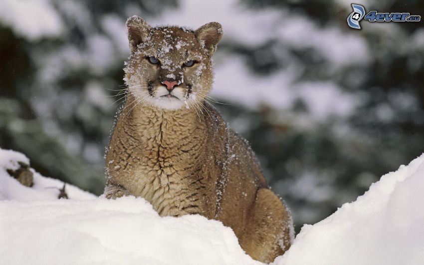 cougar, snow