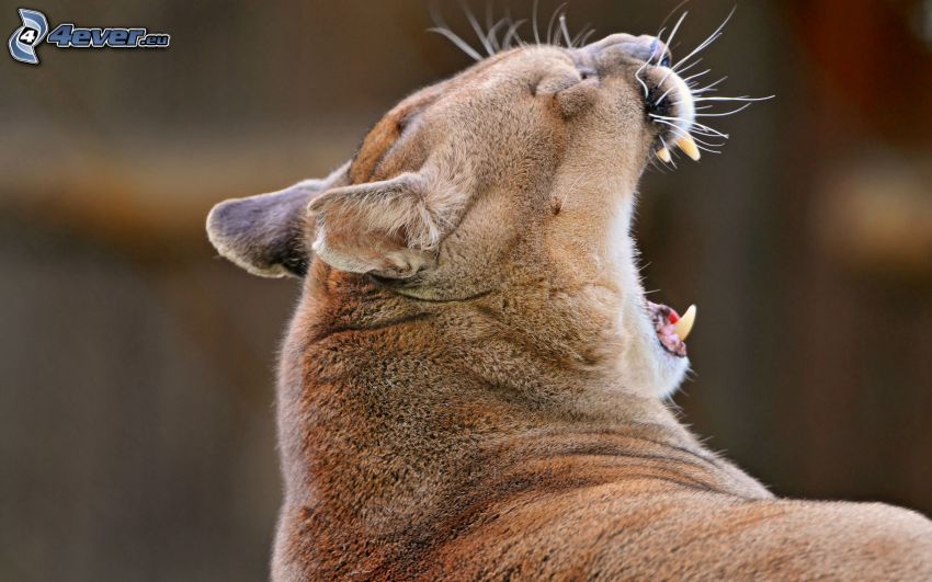 cougar, yawn