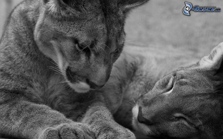 cougars, black and white photo, sleep