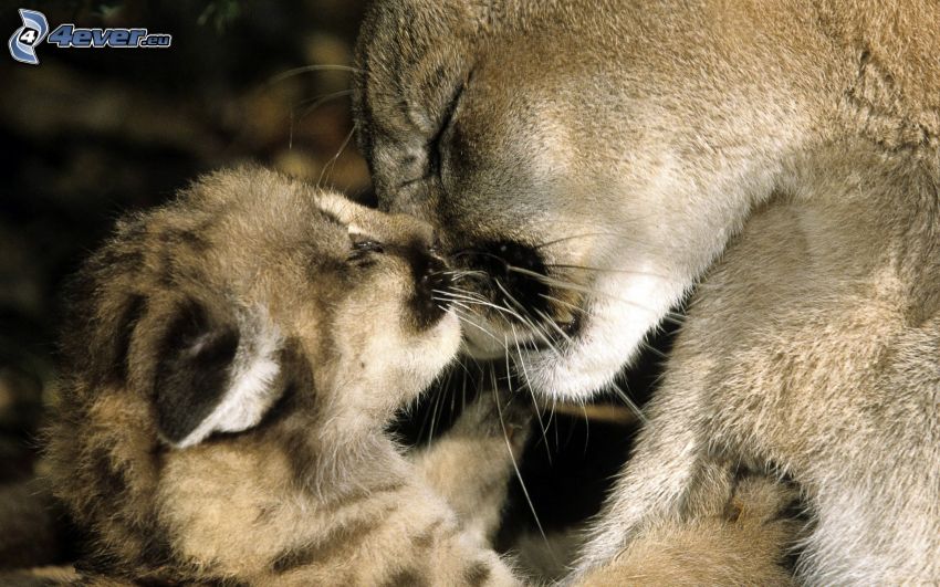 cougars, young cougar