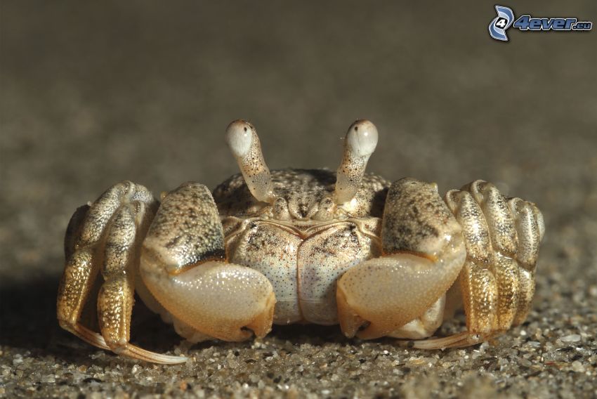 crab, macro