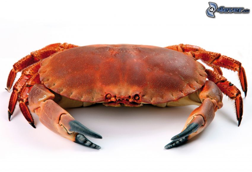 crab, macro