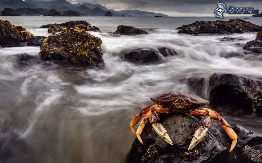 crab, rock in the sea