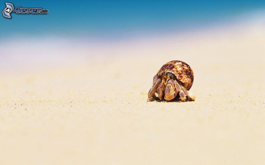 crab, shell, sandy beach