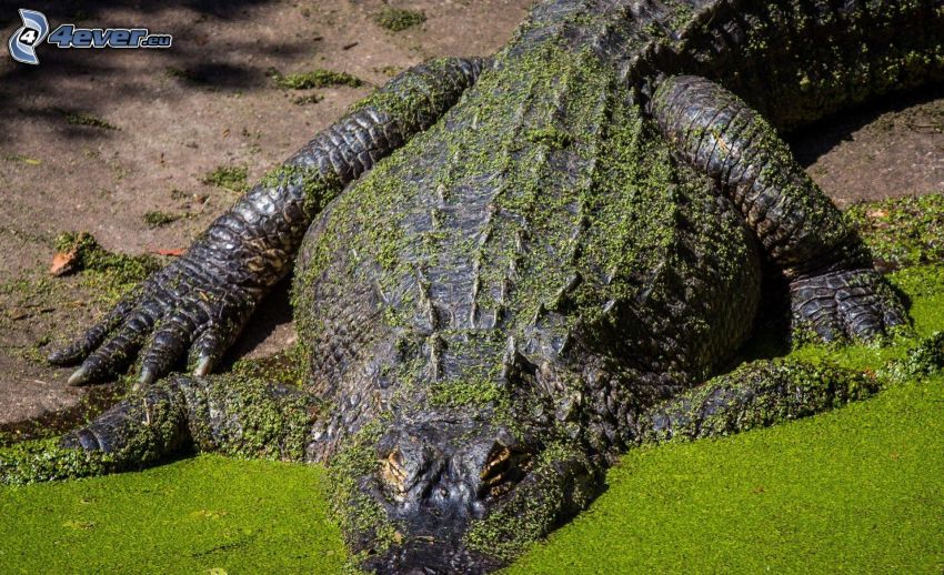 crocodile, water, algae