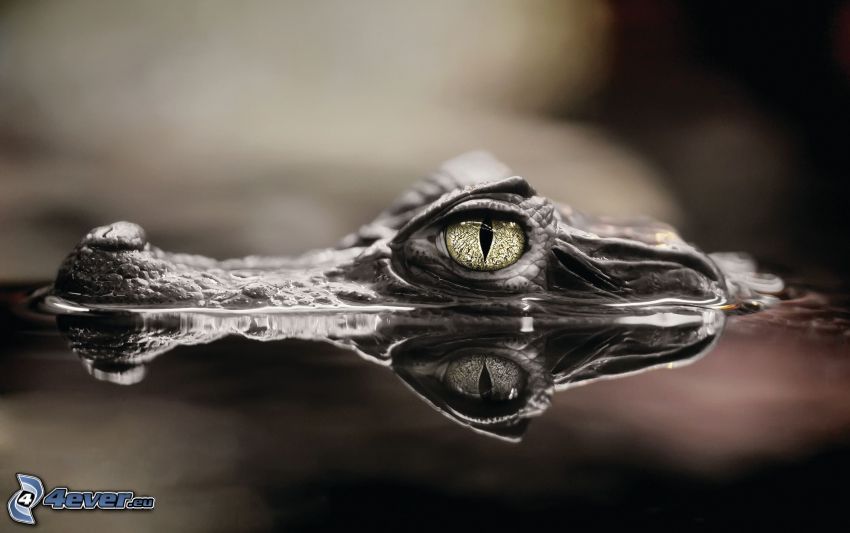crocodile, water, black and white photo