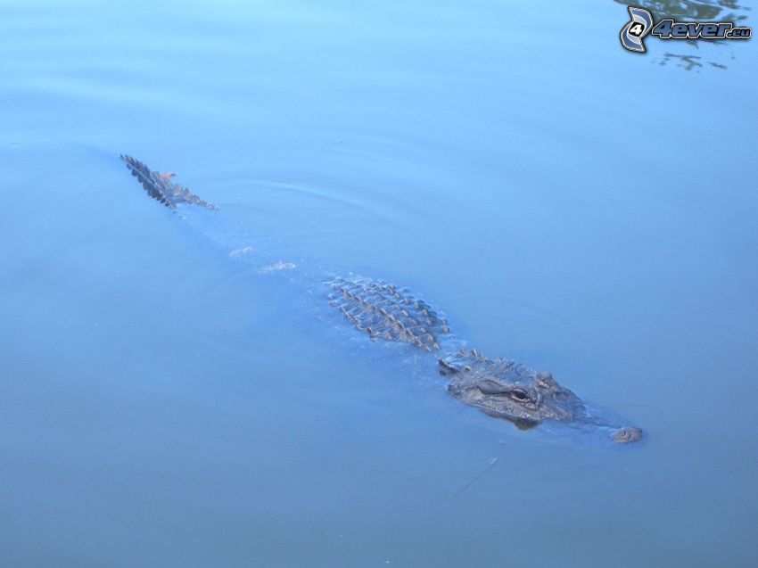 crocodile, water