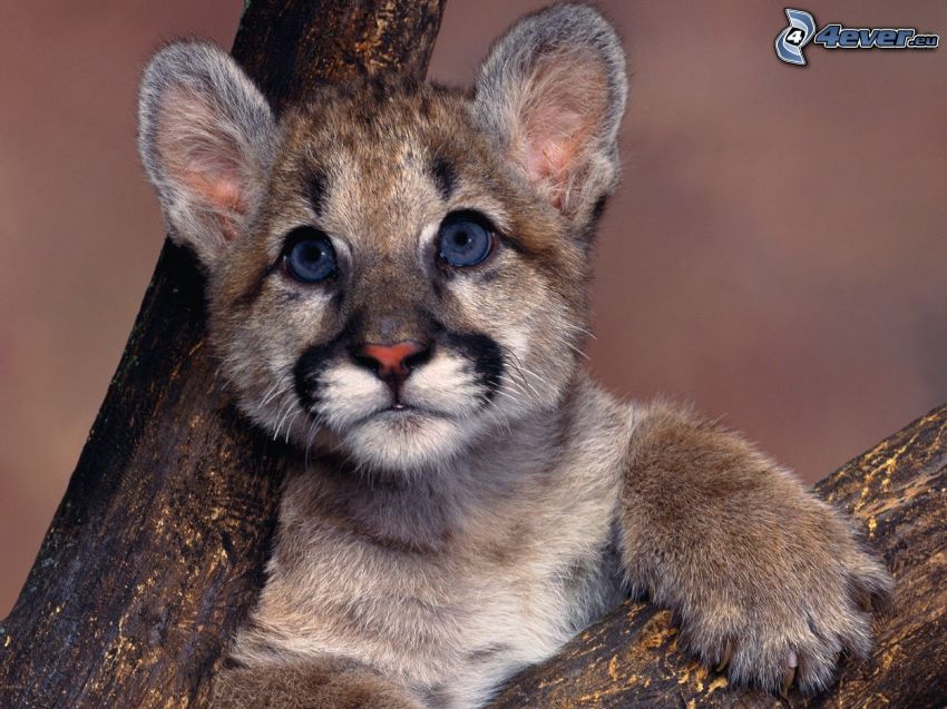 cub, panther, blue eyes