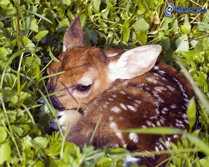 cub deer, grass
