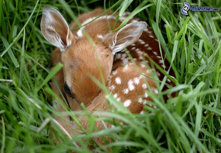 cub deer, grass