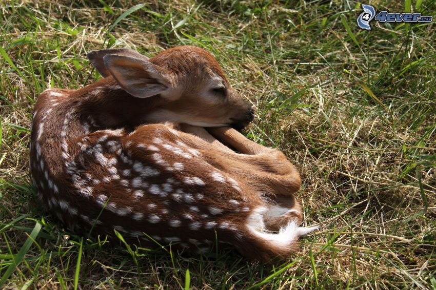 cub deer, sleep, grass