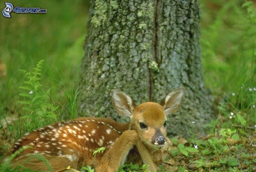 cub deer