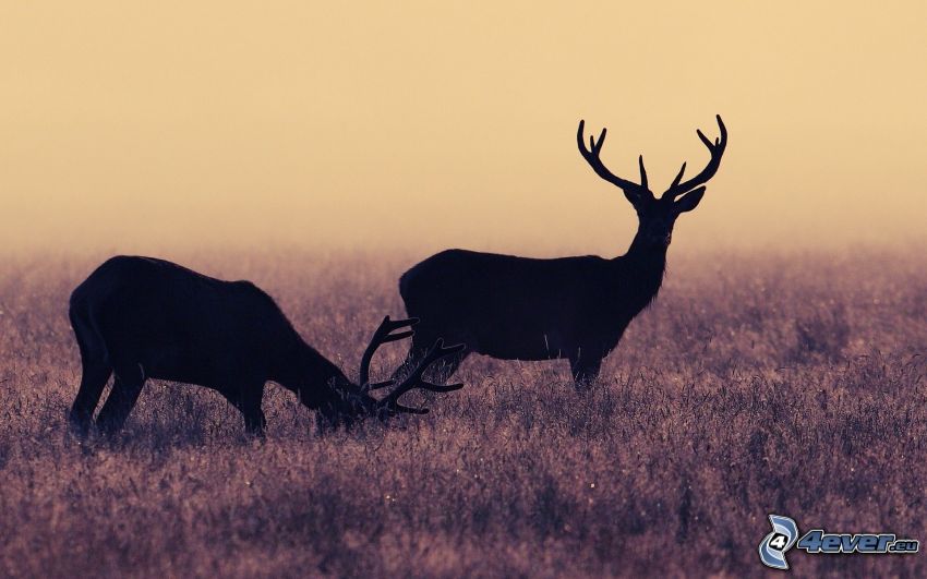 deer, deer in field, silhouette