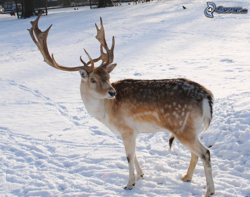deer, snow