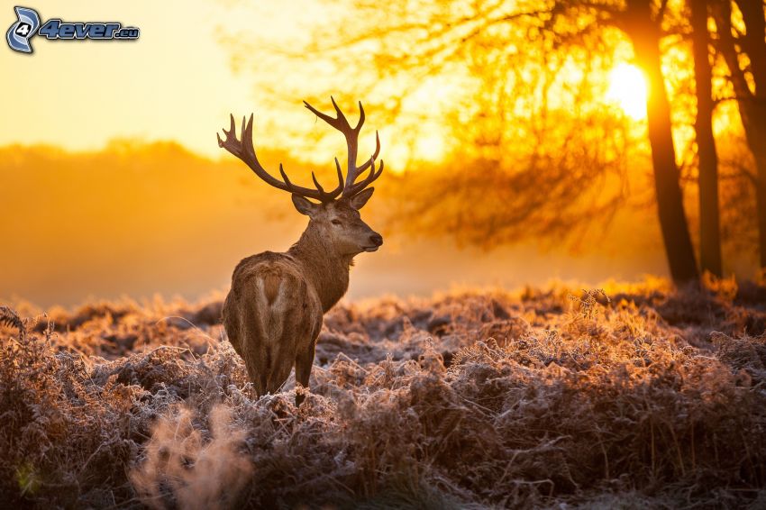 deer, sunset in forest