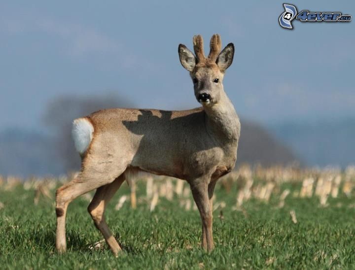deer offspring, grass