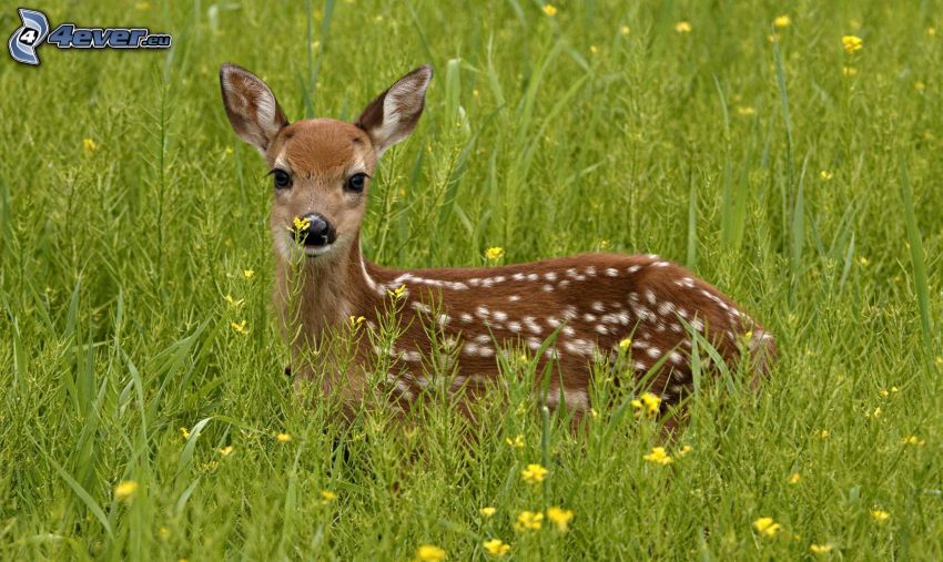 deer offspring, high grass, field flowers