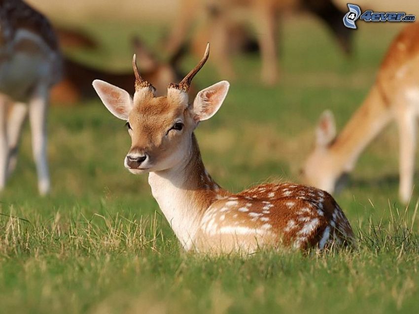 deer offspring