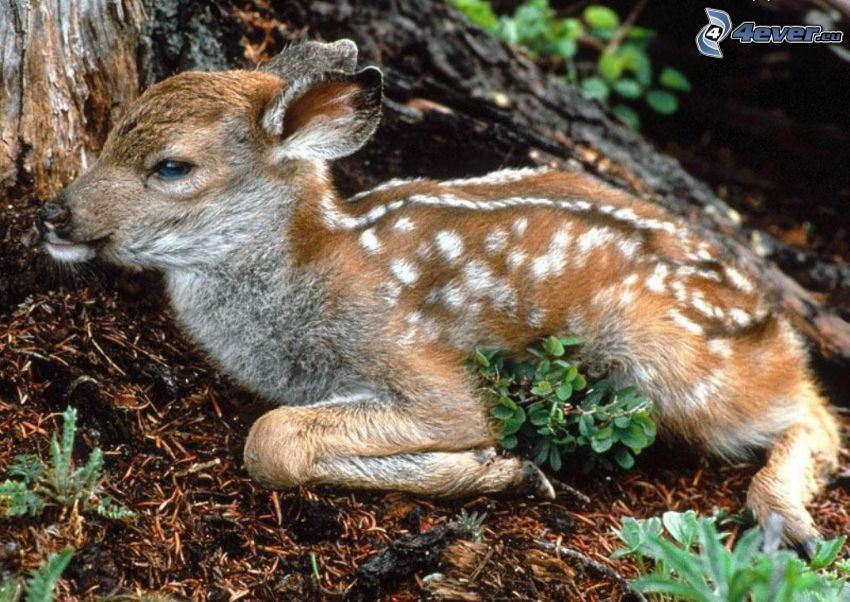 deer offspring