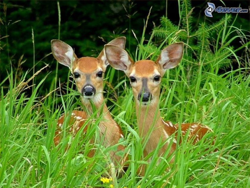 deers, high grass