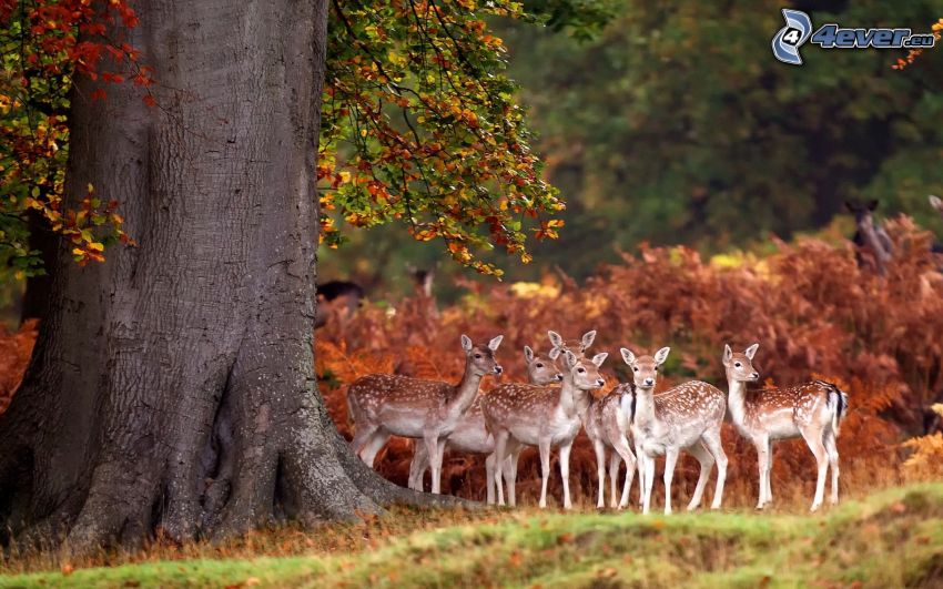 deers, tree