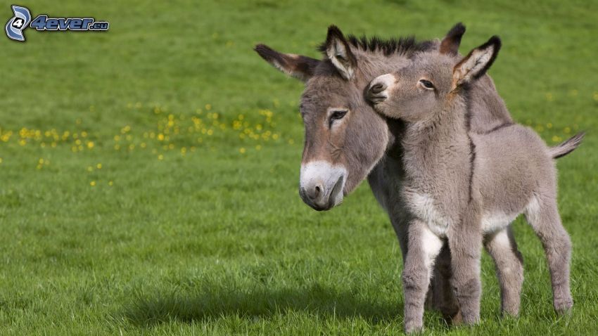 donkeys, meadow