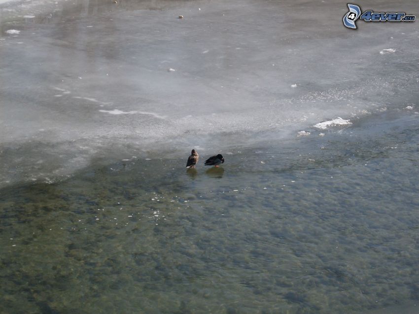 ducks on the lake, ice, winter, water