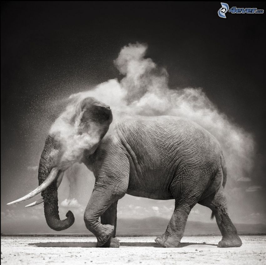 elephant, dust, black and white