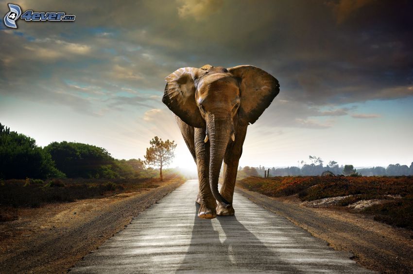 elephant, sky, road, HDR