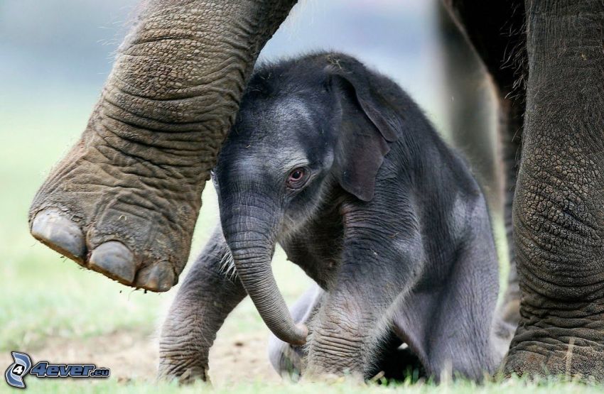 elephant young offspring