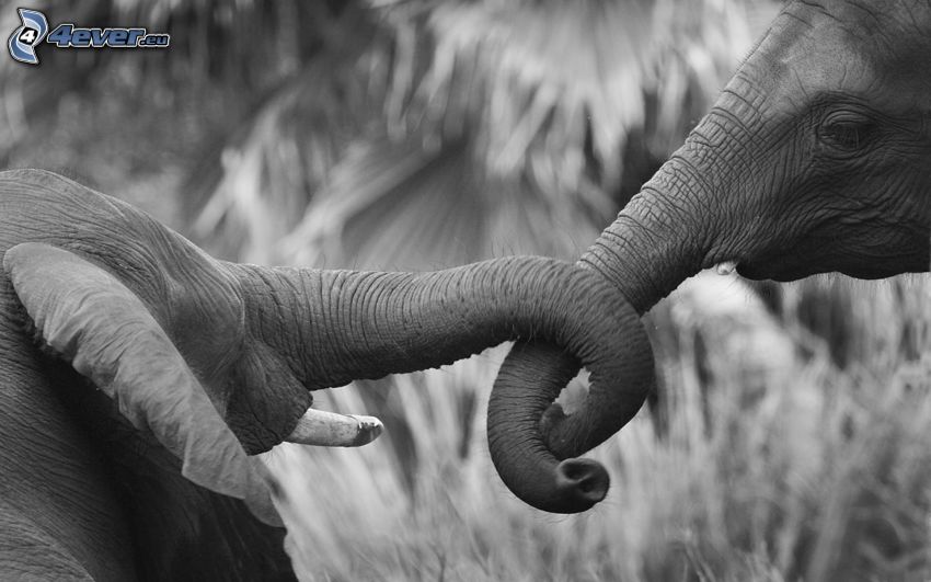 elephants, black and white photo