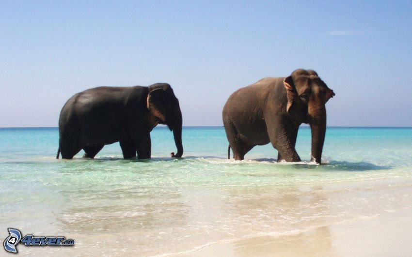 elephants, coast, azure sea