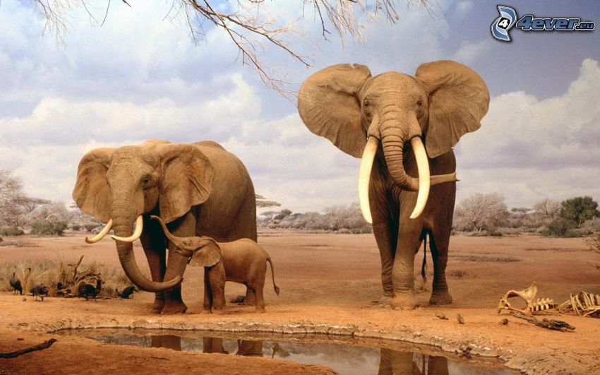 elephants, cub, water