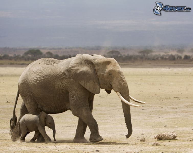 elephants, elephant young offspring, Savannah