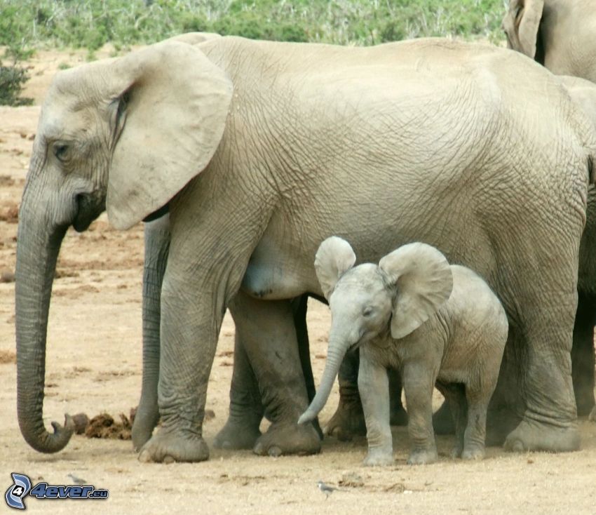 elephants, elephant young offspring