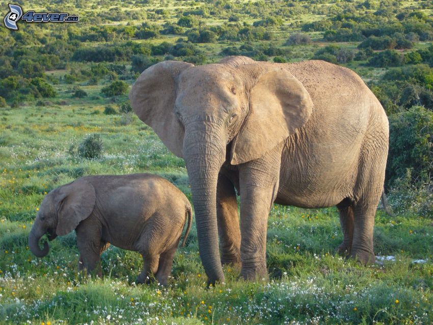 elephants, elephant young offspring