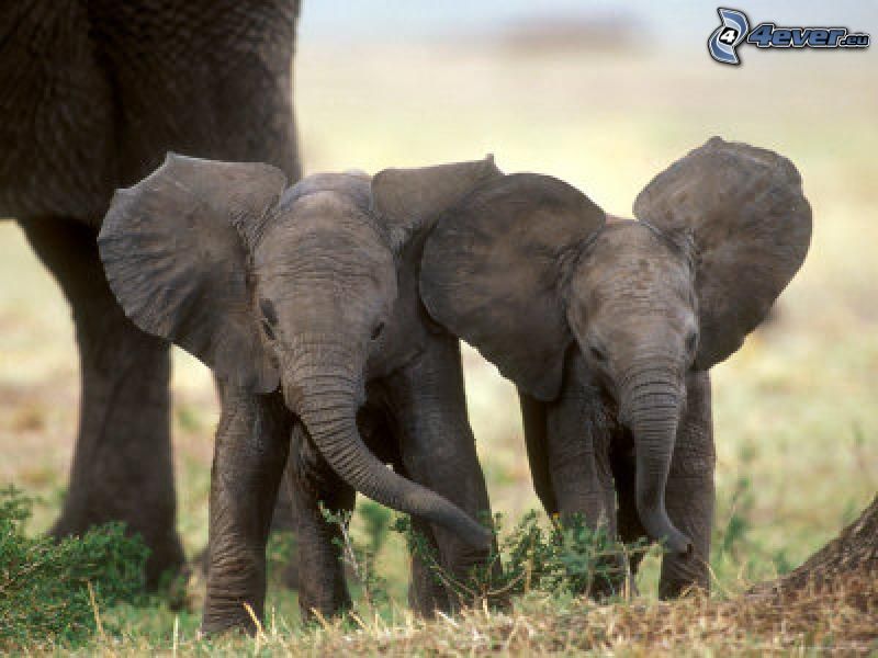 elephants, elephant young offsprings