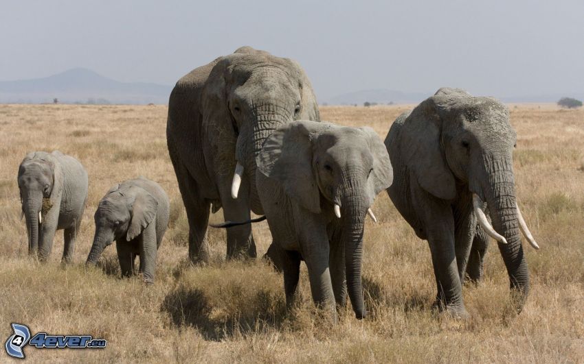 elephants, elephant young offsprings