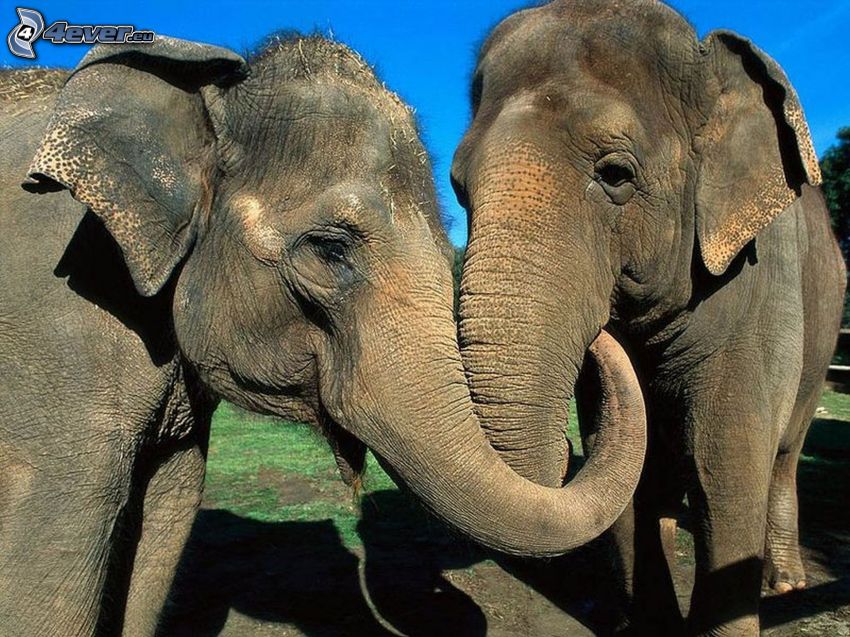 elephants, proboscis, love