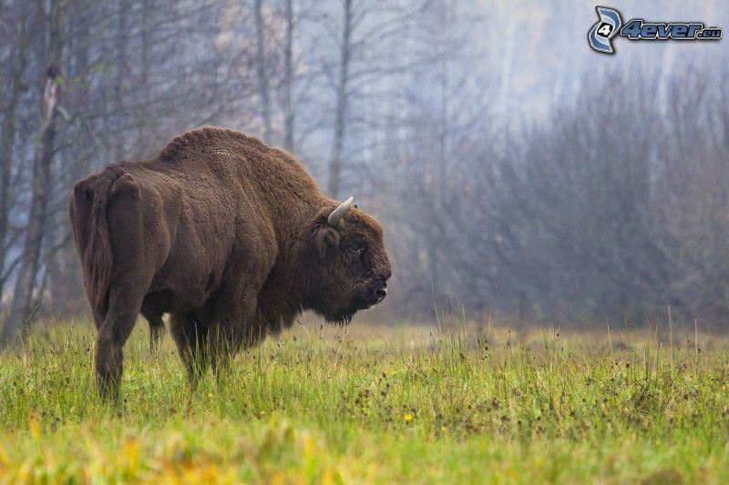 european bison, meadow