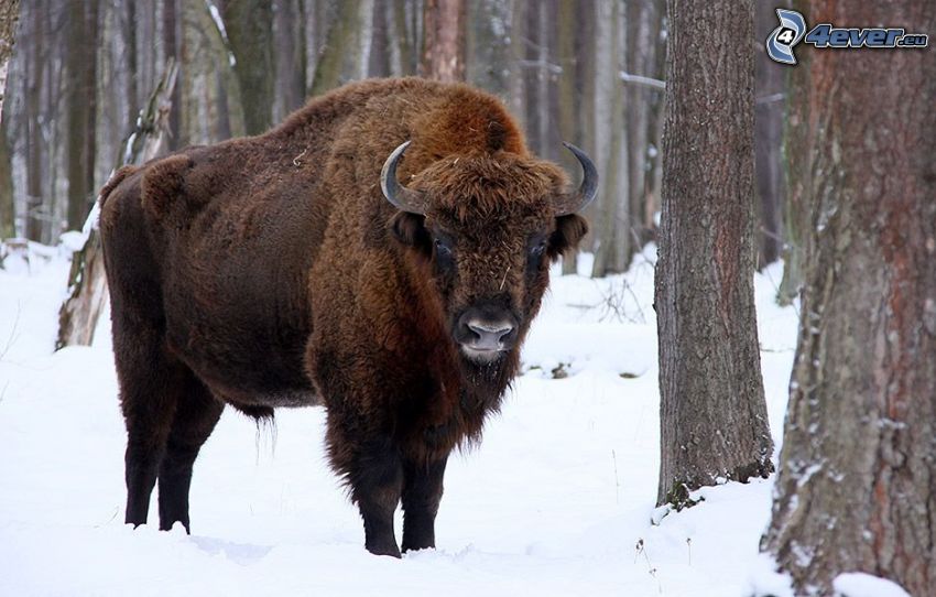 european bison, snow