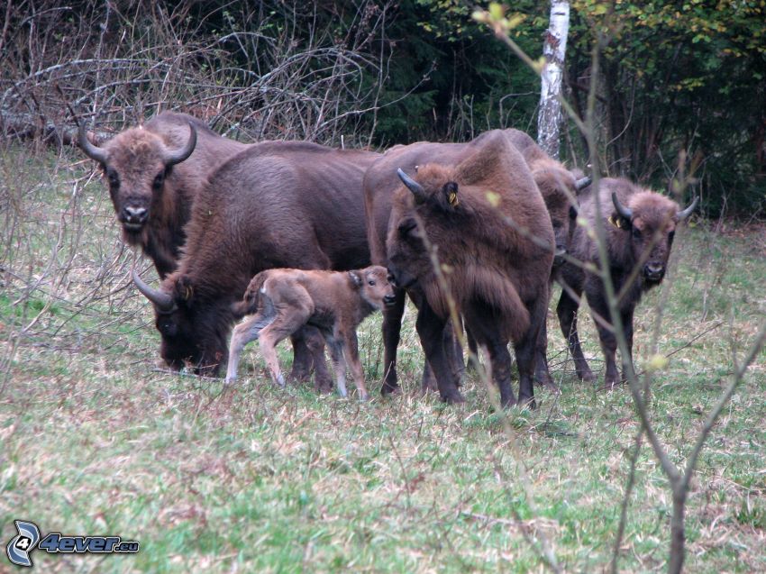 european bisons, cub